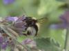 Bombus sp.